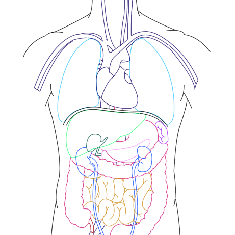 organs