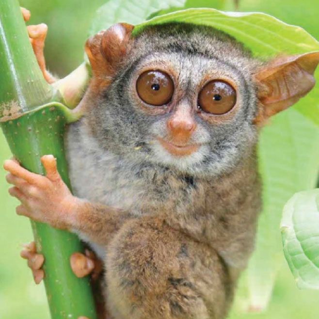 tarsier