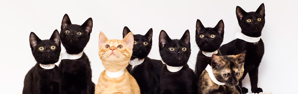 cats