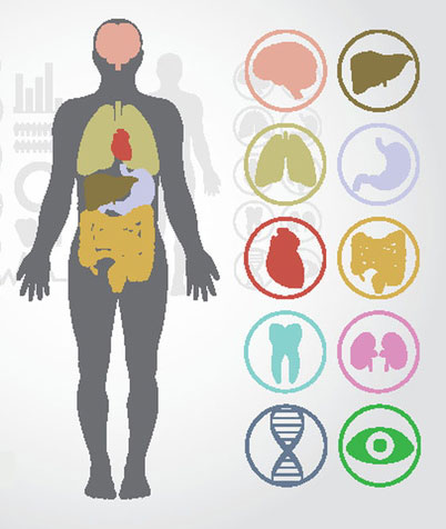 human body