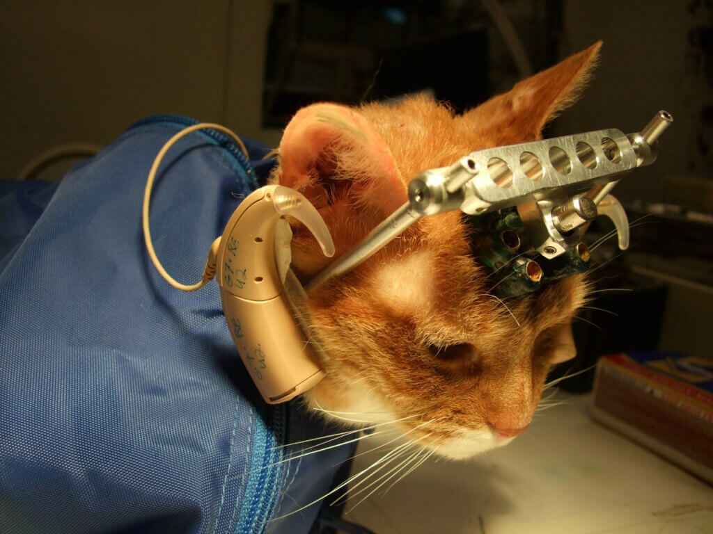 Cat being tested on