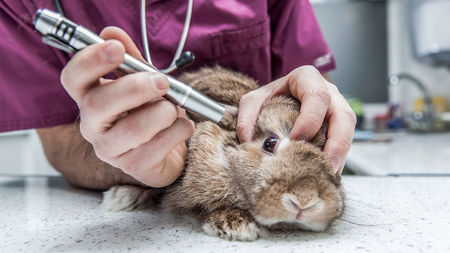 Rabbit bring injected