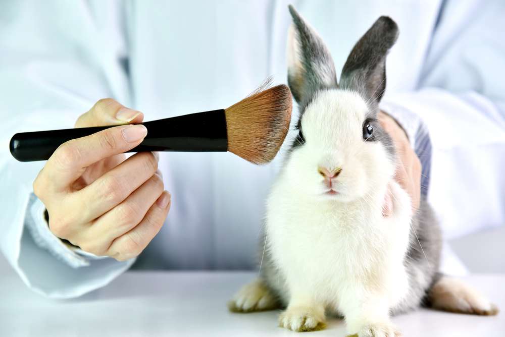 Rabbit being tested for cosmetics