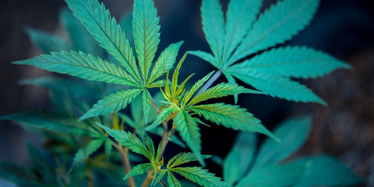marijuana leaf